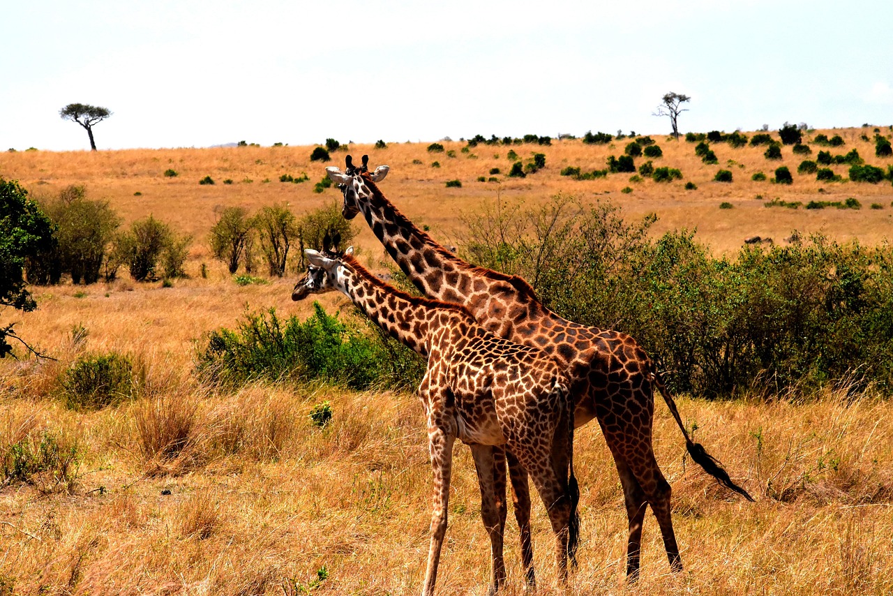 4 day serengeti migration and ngorongoro safari